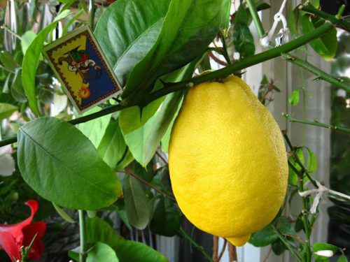 Лимон НОВОГРУЗИНСКИЙ (растение)