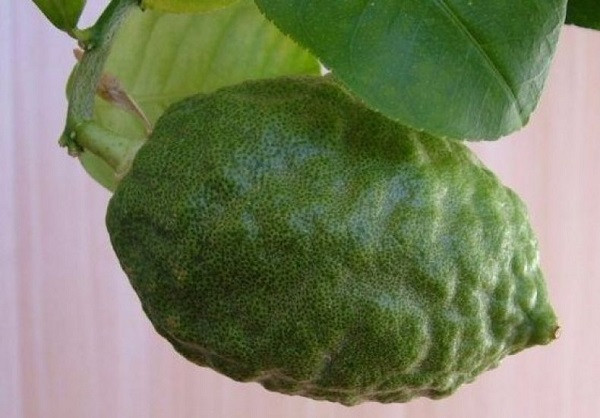Лимон НОВОЗЕЛАНДСКИЙ (растение)