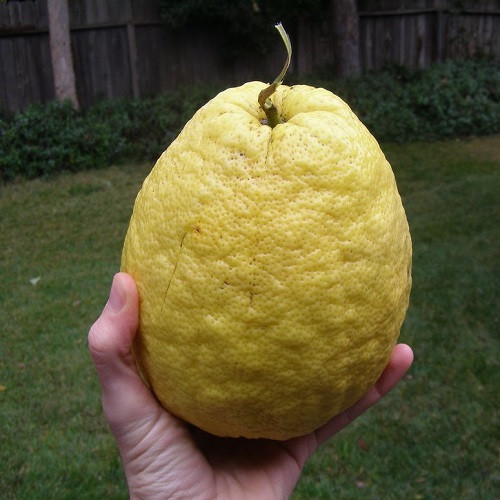 Лимоны Сорта Фото