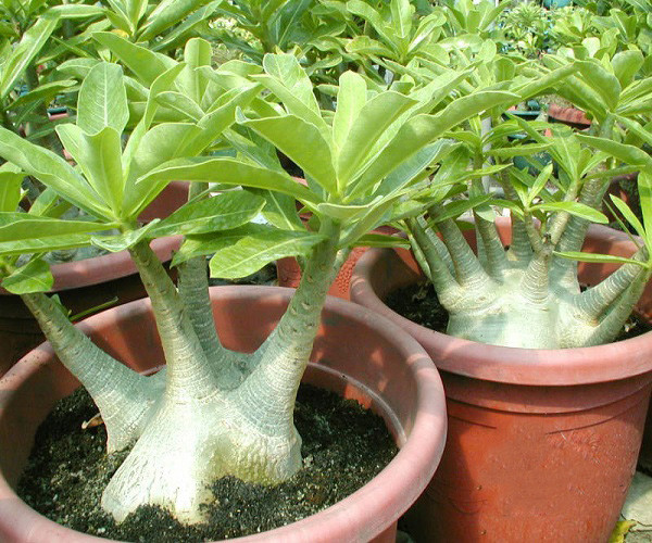 Adenium Arabicum BRAZILIAN (семена)
