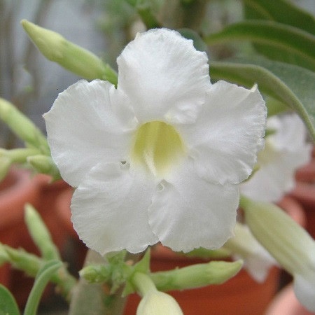 Adenium Arabicum WHITE (семена)