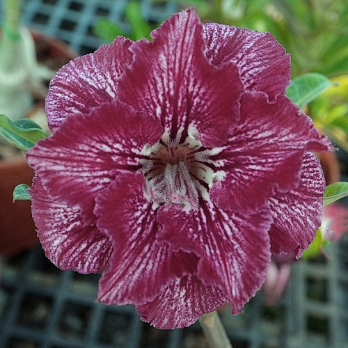 Adenium Obesum Double Flower KO-144 (семена)