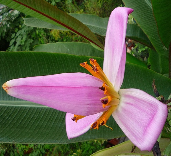 Musa VIOLACEA или Банан Фиолетовый (семена)