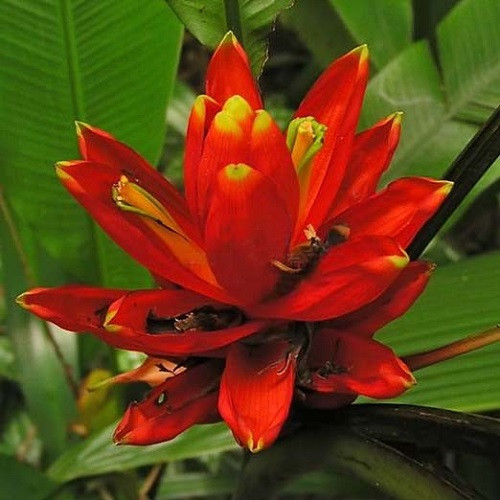 Musa COCCINEA или Банан Ярко-Красный (семена)