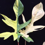 Филодендрон MAGIC MASK (растение)