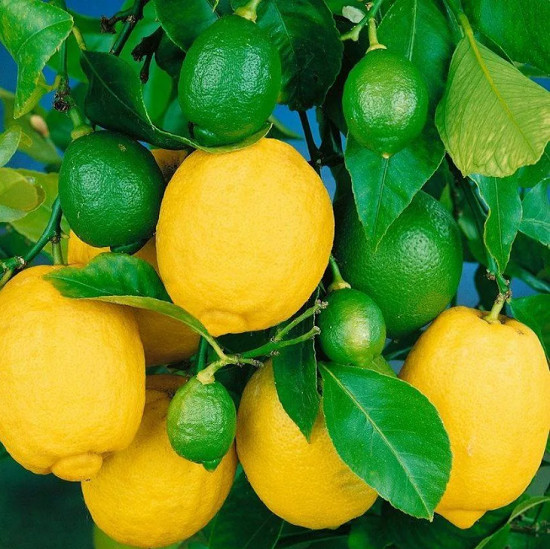 Лимон ПАВЛОВСКИЙ (растение)