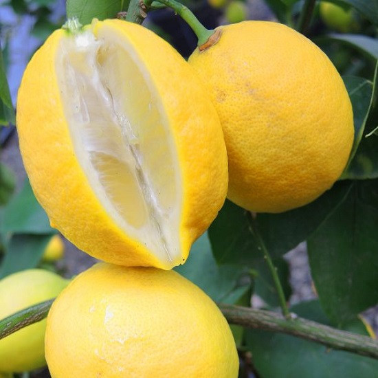 Лимон ЛИСБОН (растение)