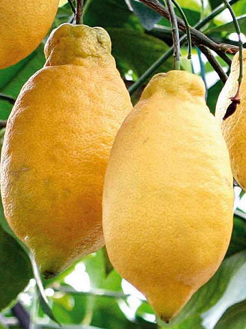 Лимон ЛУНАРИО (растение)