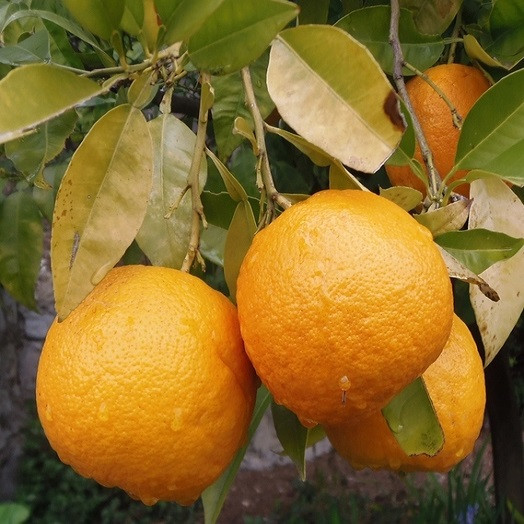 Грейпфрут НАТСУ МИКАН (растение)