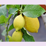 Лимон КАБО (растение)