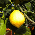 Лимон СИРАКУЗАНО (растение)