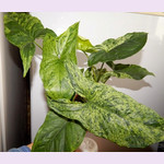 Сингониум MOTTLED ARROWHEAD (растение)