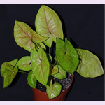 Сингониум BUTTERFLY ALLUSION (растение)