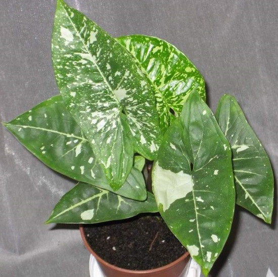 Сингониум PANDA (растение)