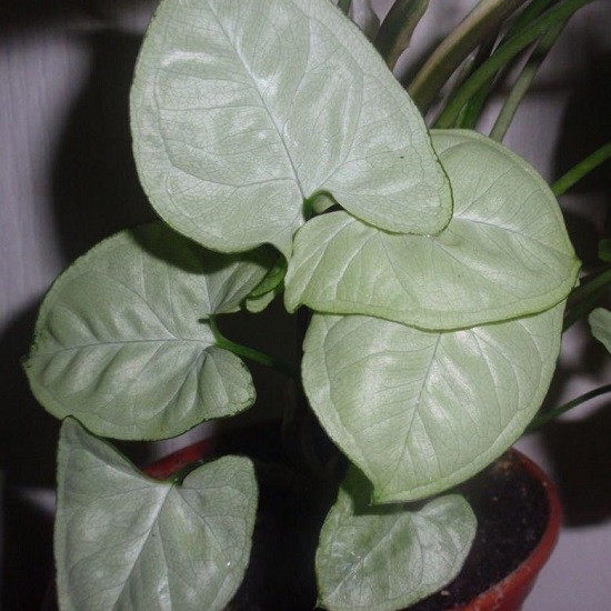 Сингониум SILVER PEARL MINI (растение)