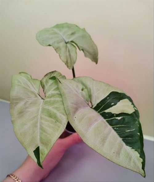 Сингониум PANDA WHITE FORM (растение)