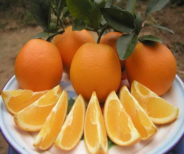Апельсин НЬЮХОЛЛ (растение)