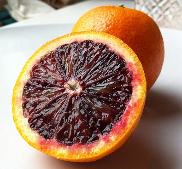 Апельсин Кровавый МОРО (растение)
