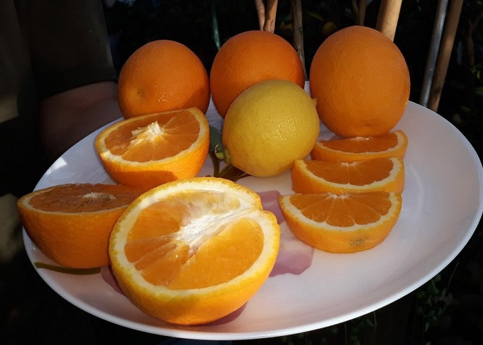 Апельсин ПАРСОН БРАУН (растение)