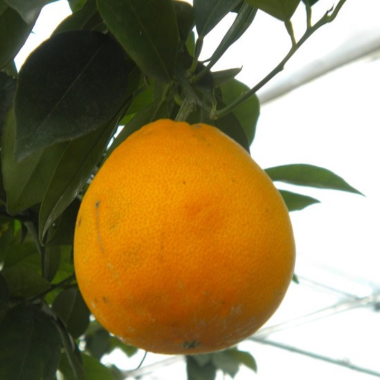 Апельсин БОНАНЗА (растение)