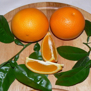 Апельсин ГАМЛИН (растение)