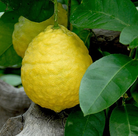 Лимон Сладкий ДОРШАПО (растение)