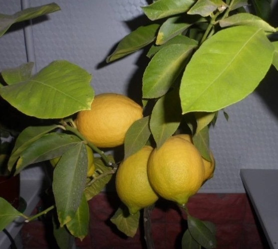 Лимон ДЖЕНОА (растение)