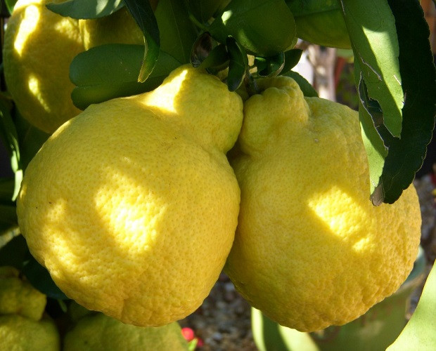 Лимон САНБОКАН (растение)