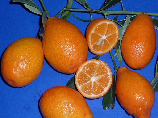 Оранжекват НИППОН (растение)