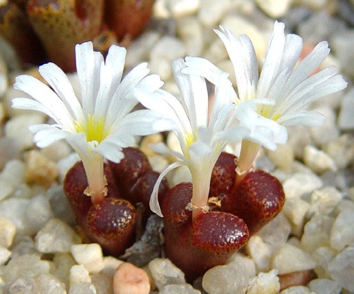 Conophytum PELLUCIDUM ssp TERRICOLOR или Конофитум Прозрачный (растение)