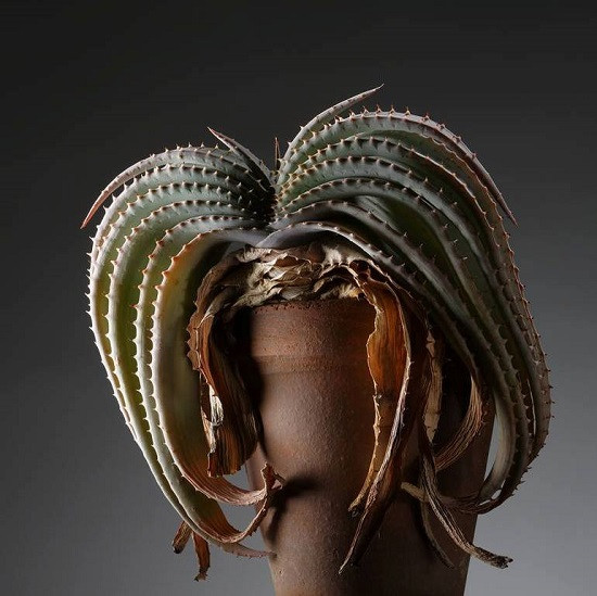 Aloe SUPRAFOLIATA или Алоэ Супротивнолистное (семена)