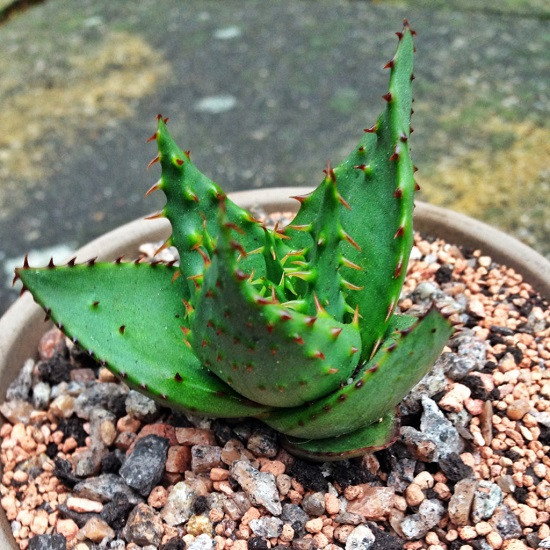 Aloe FEROX или Алоэ Ужасное (семена)