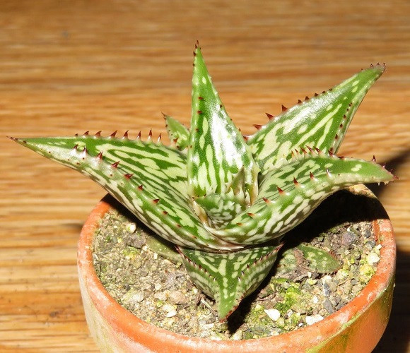Aloe SOMALELIENSIS или Алоэ Сомаленсис (семена)