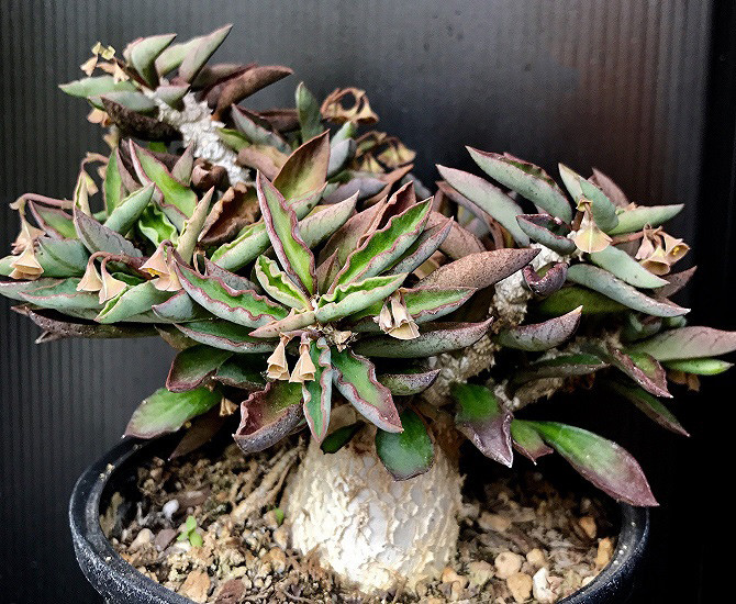 Euphorbia AMBOVOMBENSIS или Эуфобия Амбовомбенсис (семена)