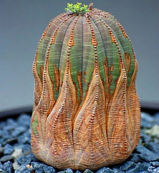 Euphorbia OBESA или Эуфорбия Тучная (семена)