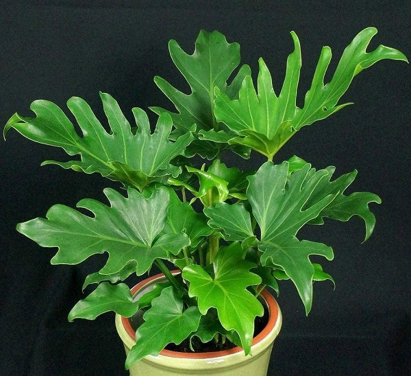 Philodendron BIPINNATIFIDUM или Филодендрон Селло (растение)