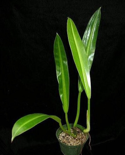 Philodendron CRASSINERVIUM или Филодендрон Крассинервиум (растение)