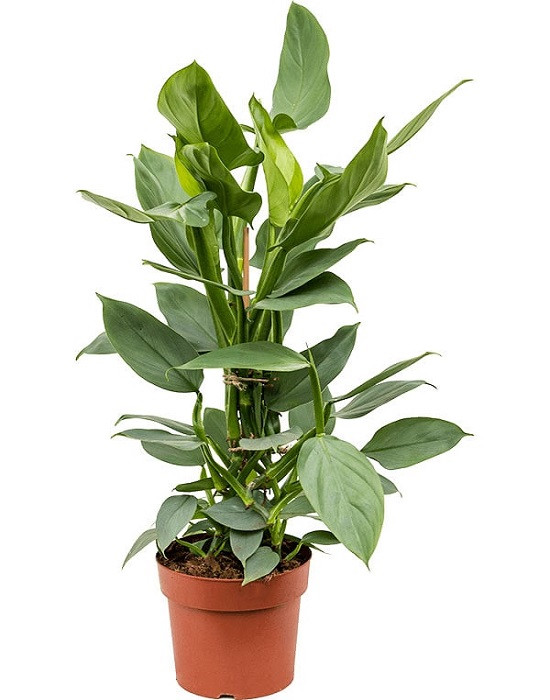 Philodendron HASTATUM или Филодендрон Хастатум (растение)