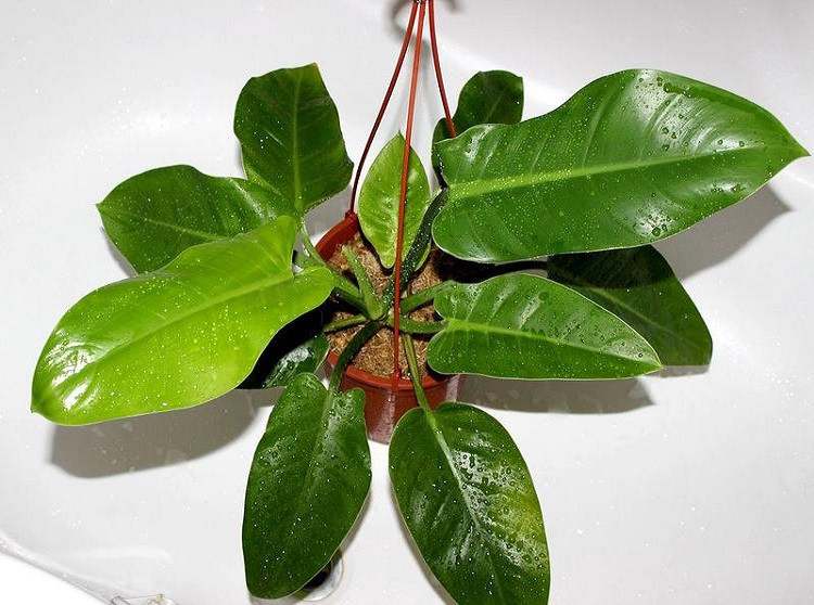 Philodendron IMBE или Филодендрон Имбе (растение)