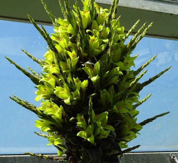 Puya CHILENSIS или Пуйя Чилийская (растение)