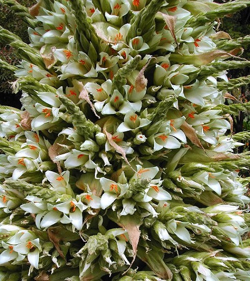 Puya RAIMONDII или Пуйя Раймонда (растение)