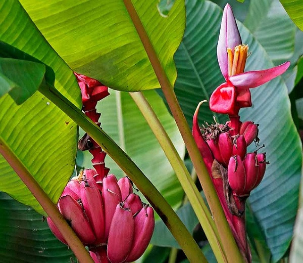 Musa MANNII или Банан Манна (растение)