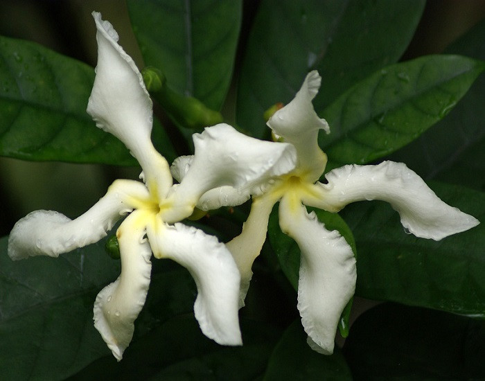 Tabernaemontana AFRICANA или Табернемонтана Африканская (растение)