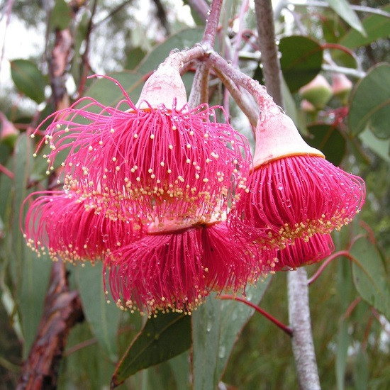Eucalyptus CAESIA или Эвкалипт Цезия (растение)