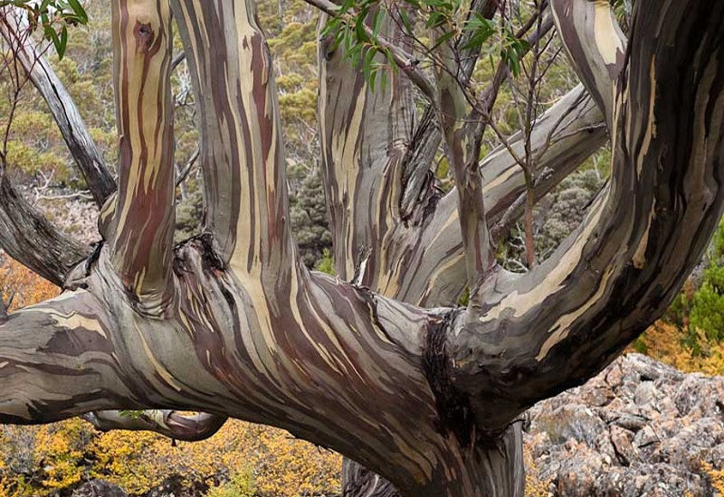 Eucalyptus COCCIFERA или Эвкалипт Ягодный (растение)