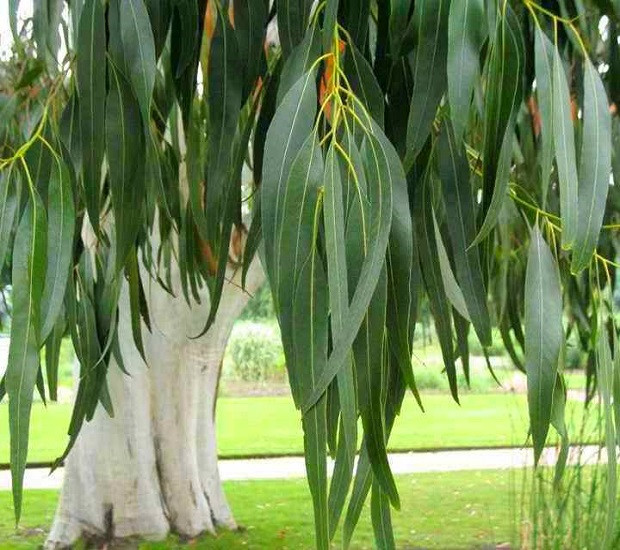 Eucalyptus DALRYMPLEANA или Эвкалипт Дальримпля (растение)