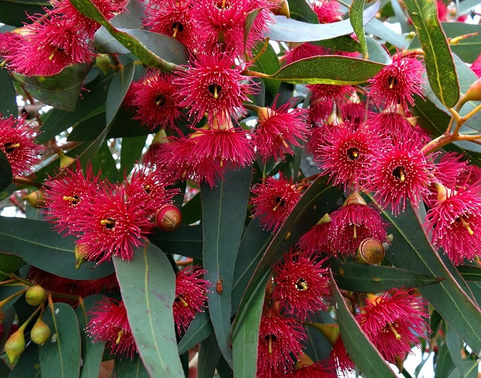 Eucalyptus LEUCOXYLON или Эвкалипт Белодревесный (растение)