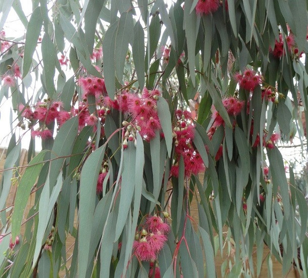 Eucalyptus SIDEROXYLON или Эвкалипт Железнодревесный (растение)