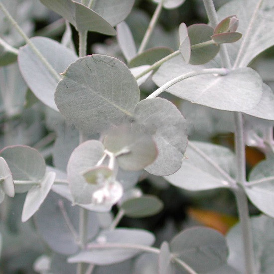 Eucalyptus URNIGERA или Эвкалипт Коробочконосный (растение)