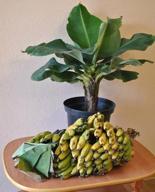 Банан Киевский Суперкарлик (растение)